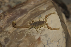 Mesobuthus mirshamsii