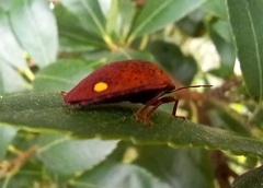 Solenosthedium bilunatum