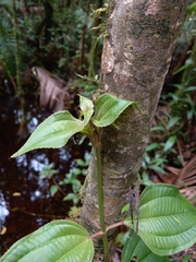 Adelobotrys adscendens