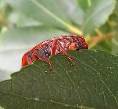 Solenosthedium bilunatum