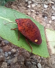 Solenosthedium bilunatum