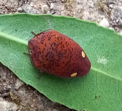 Solenosthedium bilunatum