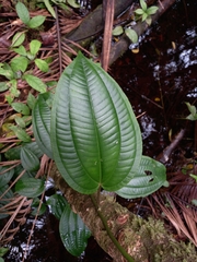 Adelobotrys adscendens