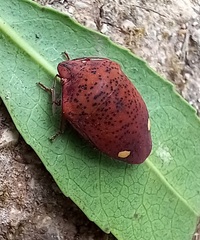 Solenosthedium bilunatum