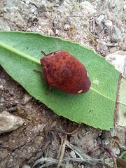 Solenosthedium bilunatum