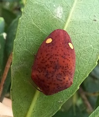 Solenosthedium bilunatum