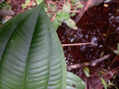 Adelobotrys adscendens
