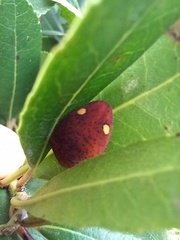 Solenosthedium bilunatum