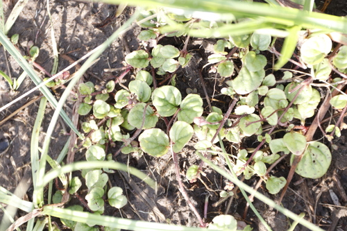 Image of Diclis rotundifolia by (c) Tony Rebelo, some rights reserved (CC BY-SA)