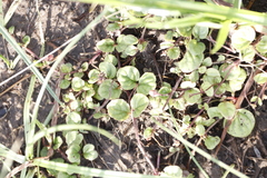 Diclis rotundifolia