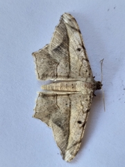 Chiasmia simplicilinea