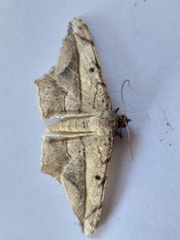 Chiasmia simplicilinea