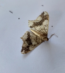 Chiasmia simplicilinea