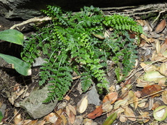 Asplenium fontanum
