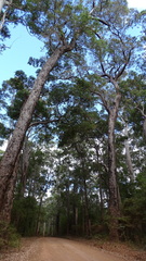 Corymbia calophylla