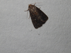 Condica capensis