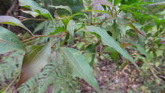 Acacia urophylla