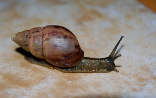 Agate Snails