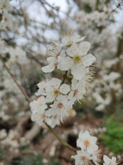 Prunus cerasifera