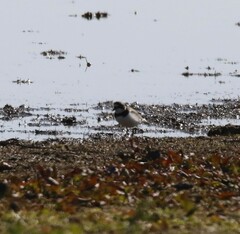 Charadrius hiaticula