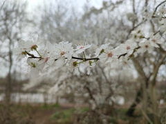 Prunus cerasifera