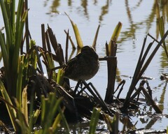 Gallinago gallinago