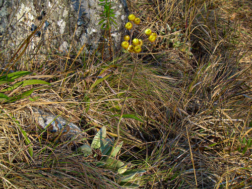 Helichrysum nitens image