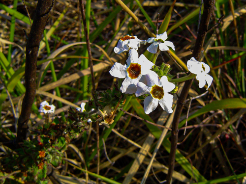 Jamesbrittenia carvalhoi image