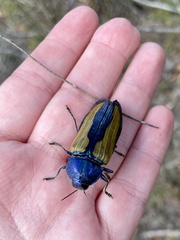 Temognatha suturalis