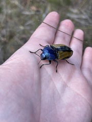 Temognatha suturalis