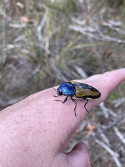 Temognatha suturalis