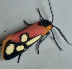 Caffricola cloeckneria