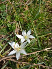 Ornithogalum umbellatum
