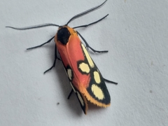 Caffricola cloeckneria