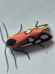 Caffricola cloeckneria