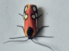 Caffricola cloeckneria