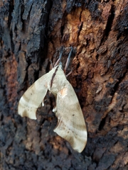 Coequosa australasiae
