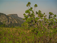 Protea welwitschii image