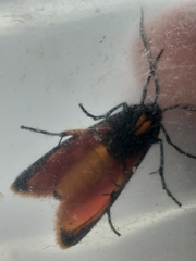 Caffricola cloeckneria