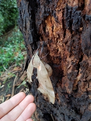 Coequosa australasiae