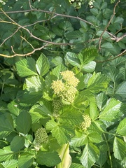 Smyrnium olusatrum