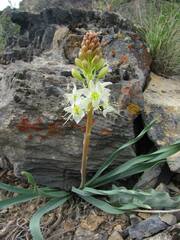 Eremurus lactiflorus