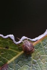 Hemisphaerius