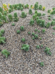 Crucianella maritima