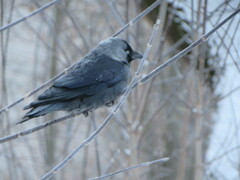 Corvus monedula