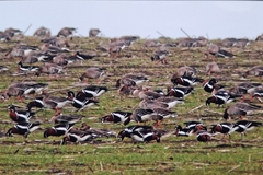 Branta ruficollis