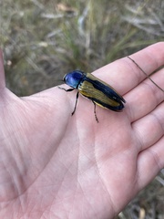 Temognatha suturalis