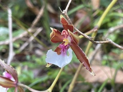 Oncidium cariniferum image