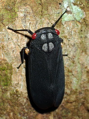 Acraephia perspicillata