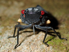 Acraephia perspicillata